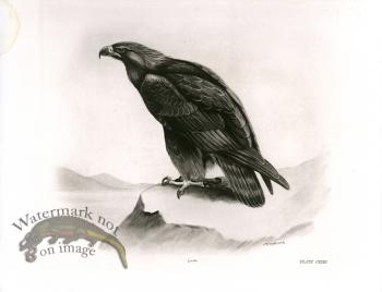 Bird 34  GOLDEN EAGLE